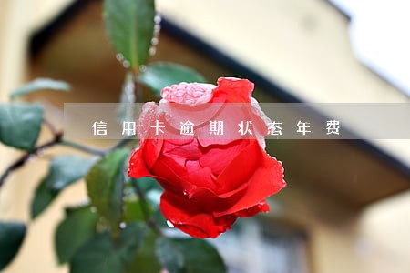 信用卡逾期状态年费