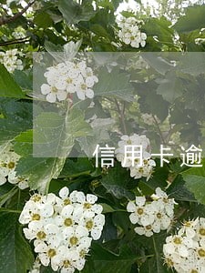 信用卡逾期状态还能出国吗 信用卡逾期状态还能出国吗
