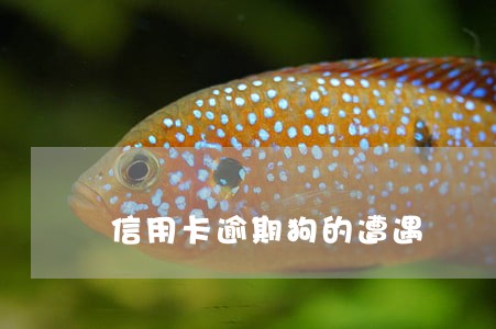 信用卡逾期狗的遭遇 信用卡逾期狗的遭遇