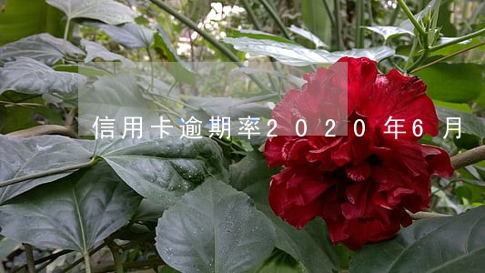 信用卡逾期率2020年6月 信用卡逾期率2020年6月