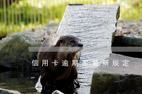 信用卡逾期率最新规定