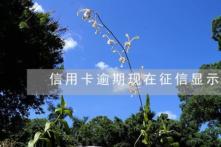 信用卡逾期现在征信显示销户状态