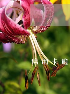 信用卡逾期现在没钱还怎么办 信用卡逾期现在没钱还怎么办