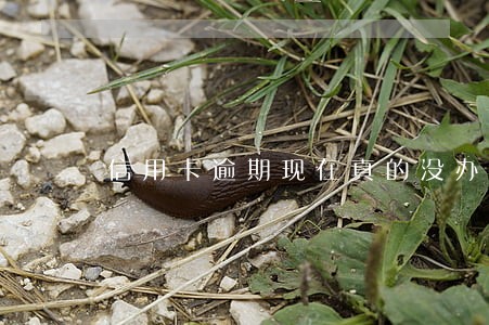 信用卡逾期现在真的没办法还了 信用卡逾期现在真的没办法还了