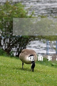 信用卡逾期现在要还好多怎么办 信用卡逾期现在要还好多怎么办