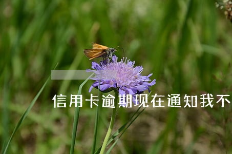 信用卡逾期现在通知我不用还了 信用卡逾期现在通知我不用还了