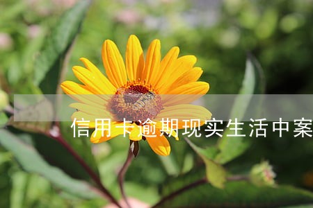 信用卡逾期现实生活中案例 信用卡逾期现实生活中案例