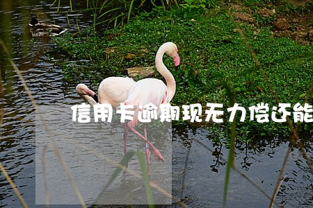 信用卡逾期现无力偿还能坐飞机吗 信用卡逾期现无力偿还能坐飞机吗