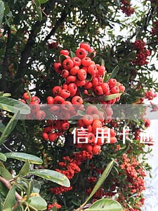 信用卡逾期用不用还 信用卡逾期用不用还