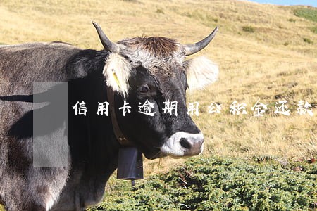 信用卡逾期用公积金还款怎么办