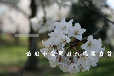 信用卡逾期用去投案自首