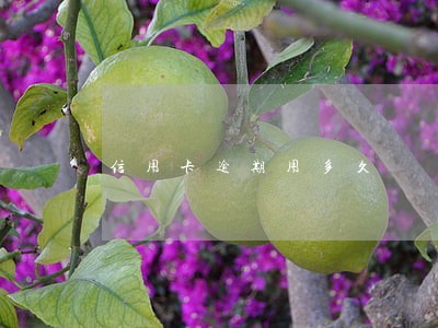 信用卡逾期用多久