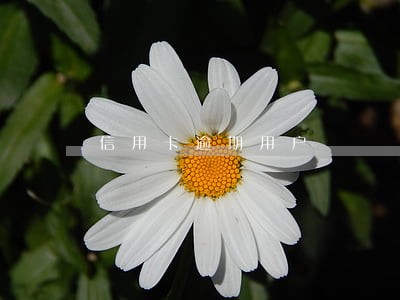 信用卡逾期用户 信用卡逾期用户