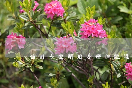 信用卡逾期用身份证能进厂