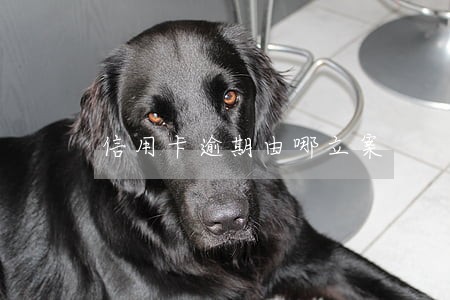 信用卡逾期由哪立案