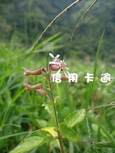 信用卡逾期申明