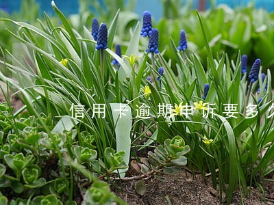 信用卡逾期申诉要多久
