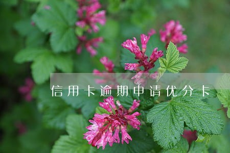 信用卡逾期申请优分卡 信用卡逾期申请优分卡