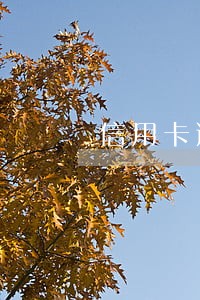 信用卡逾期申请停催 信用卡逾期申请停催