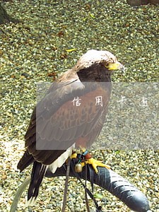 信用卡逾期申请减免贫困证明 信用卡逾期申请减免贫困证明