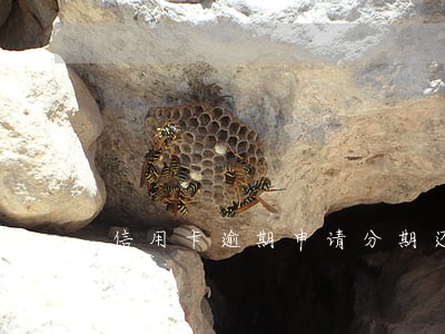 信用卡逾期申请分期还款去哪申请 信用卡逾期申请分期还款去哪申请