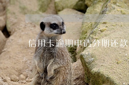信用卡逾期申请分期还款吗