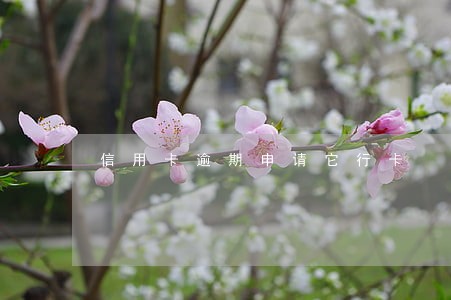 信用卡逾期申请它行卡 信用卡逾期申请它行卡