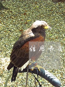 信用卡逾期申请延期可以多久 信用卡逾期申请延期可以多久