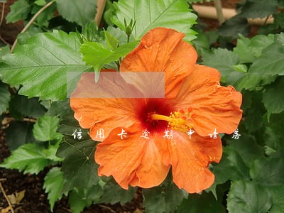 信用卡逾期申请房 信用卡逾期申请房