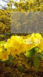 信用卡逾期申请撤诉