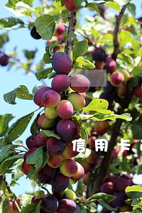 信用卡逾期申请能重新用吗 信用卡逾期申请能重新用吗