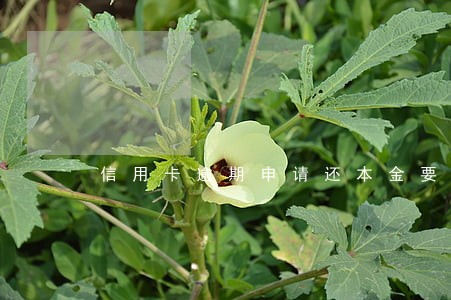 信用卡逾期申请还本金要什么材料