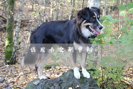 信用卡逾期申辩