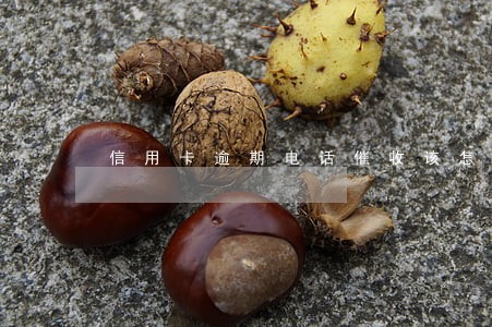 信用卡逾期电话催收该怎么回答