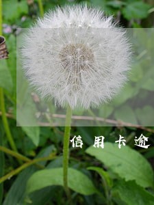 信用卡逾期电话关机逃避