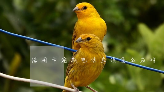 信用卡逾期电话应该怎么应对 信用卡逾期电话应该怎么应对