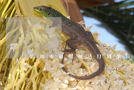 信用卡逾期电话打到单位 信用卡逾期电话打到单位