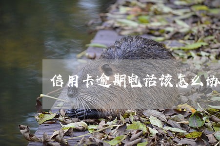 信用卡逾期电话该怎么协商