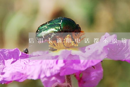 信用卡逾期电话都不敢接了 信用卡逾期电话都不敢接了
