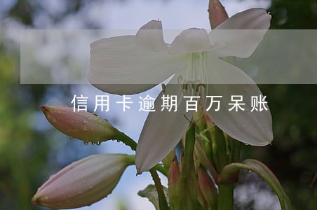信用卡逾期百万呆账 信用卡逾期百万呆账