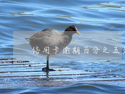 信用卡逾期百分之五是按月吗