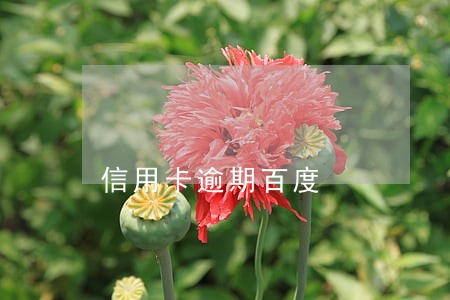 信用卡逾期百度