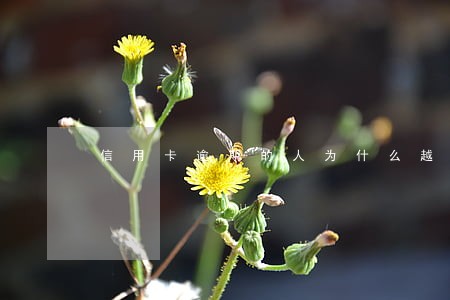 信用卡逾期的人为什么越来越多 信用卡逾期的人为什么越来越多