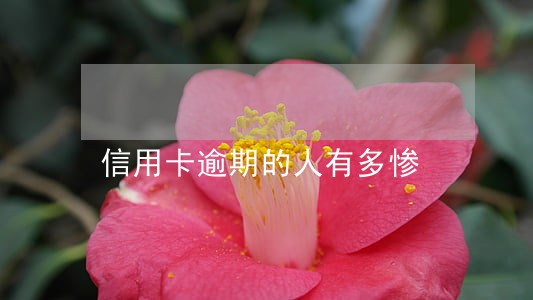 信用卡逾期的人有多惨 信用卡逾期的人有多惨