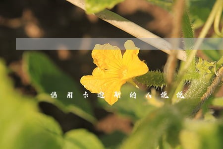 信用卡逾期的人说说 信用卡逾期的人说说