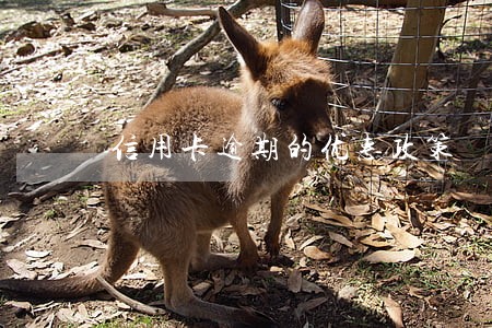 信用卡逾期的优惠政策 信用卡逾期的优惠政策
