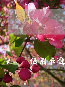 信用卡逾期的全额计息 信用卡逾期的全额计息
