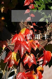信用卡逾期的利息可以减免吗 信用卡逾期的利息可以减免吗