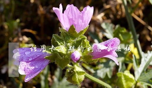 信用卡逾期的利息合法妈