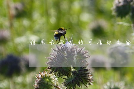 信用卡逾期的可以协商分期不 信用卡逾期的可以协商分期不